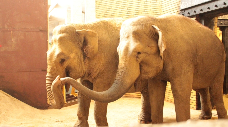 Два индийски слона пристигнаха в Зоологическа градина – София от зоопарка в Аугсбург
