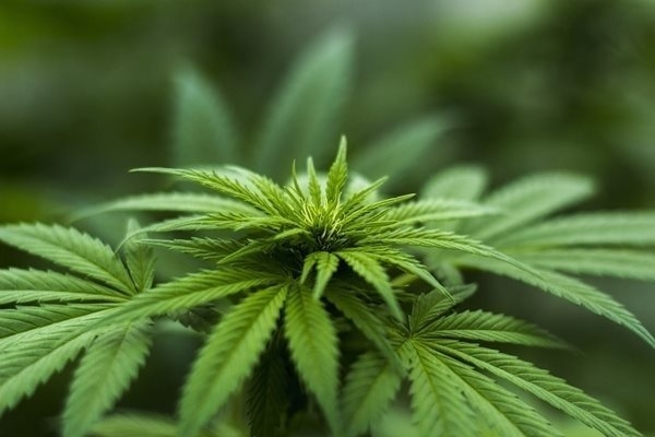Германците легализираха ползването на марихуана