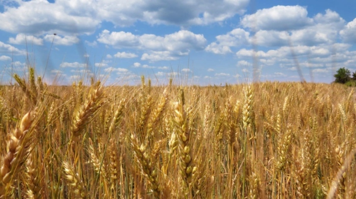 ЕС одобри лимит на вноса на селскостопанска продукция от Украйна
