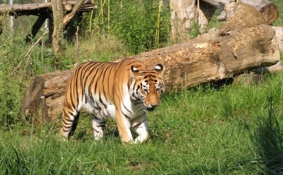 Почина сибирската тигрица Шели в софийския зоопарк