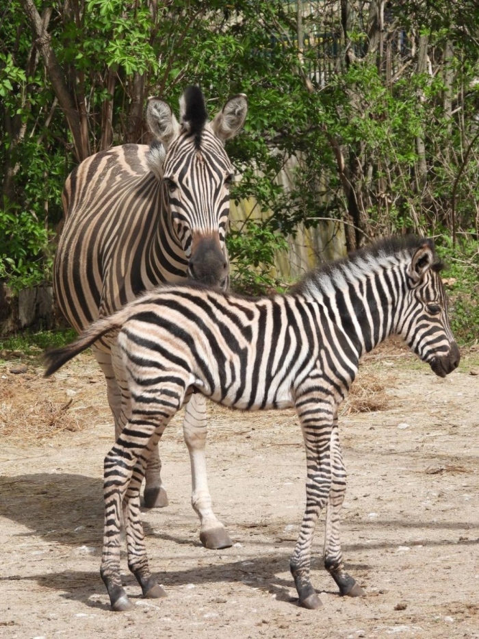 Ново сладко бебе зебра радва посетителите на Столичния зоопарк